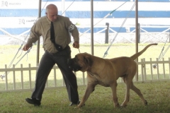 mastiffs-128