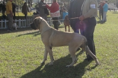 mastiffs-085