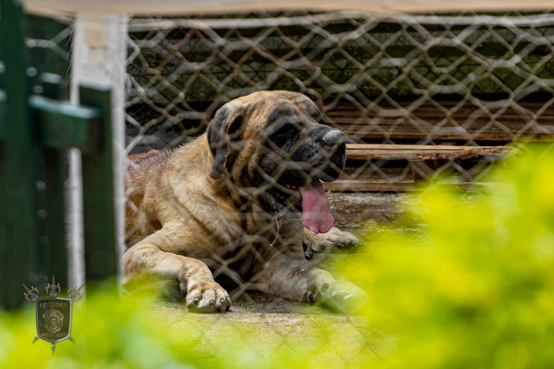 Canil Gigantes da Montanha - especializado na criação da raça Mastiff Inglês  - Mastiff Inglês - Joinville - Mastiff Inglês